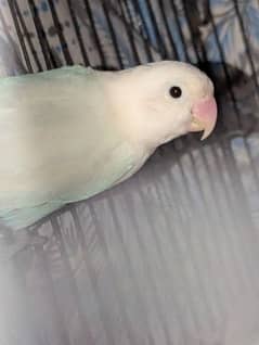 Albino love bird