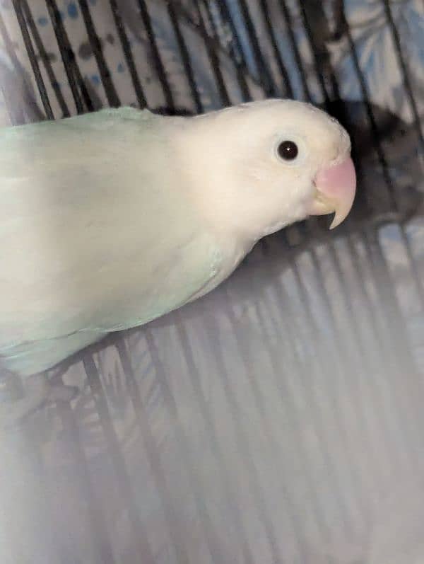 Albino love bird 1