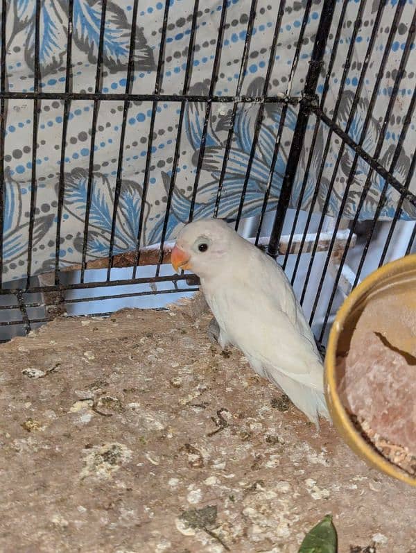 Albino love bird 5