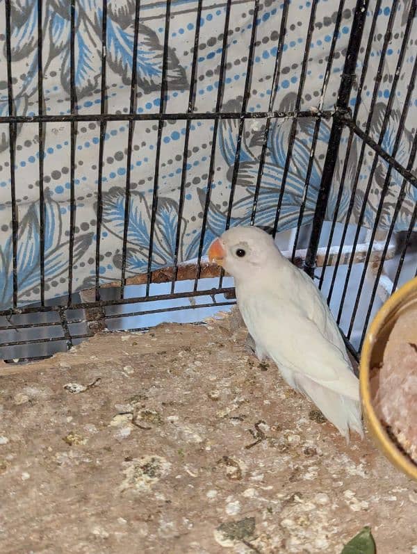 Albino love bird 10