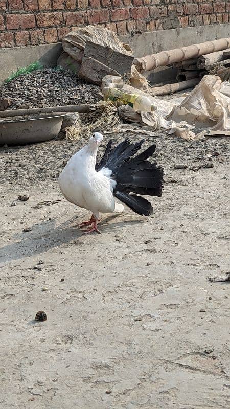 Lucky kabootar ,black tail lucky pigeon pair for sale 1