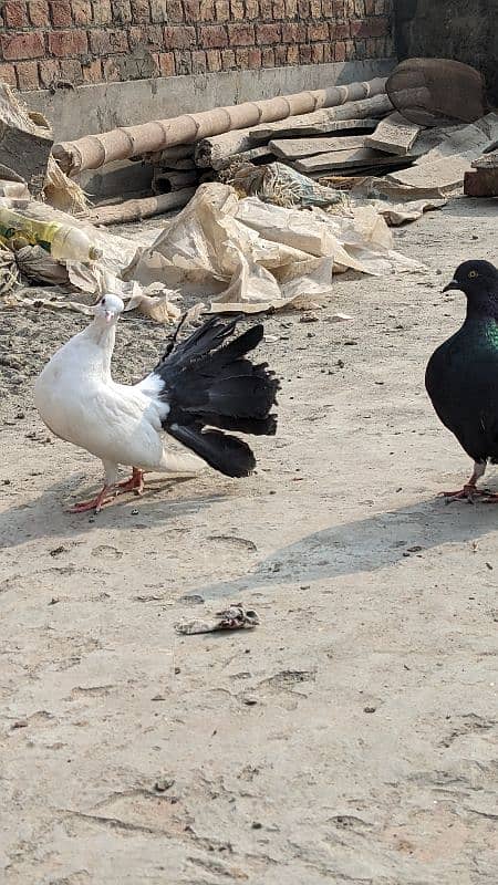 Lucky kabootar ,black tail lucky pigeon pair for sale 2