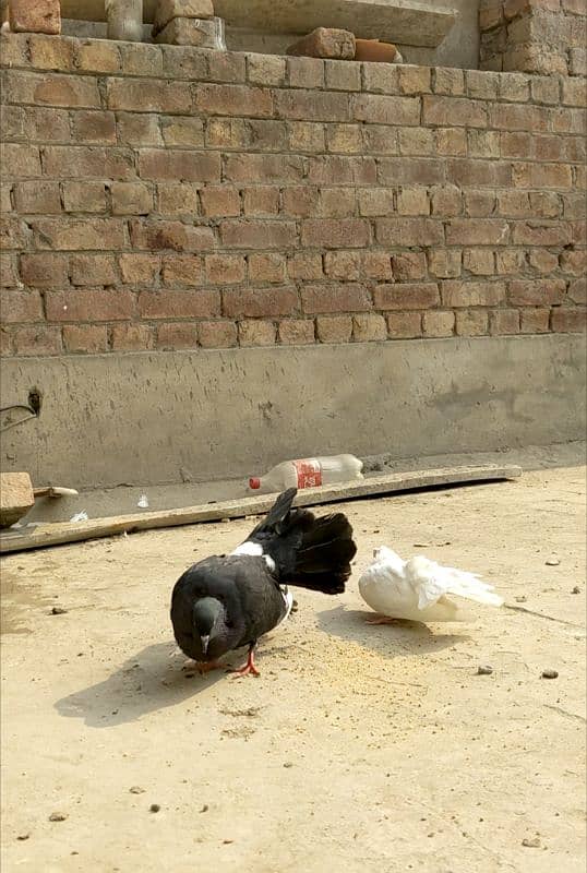 Lucky kabootar ,black tail lucky pigeon pair for sale 3