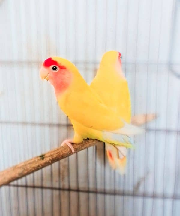 yellow love birds red ayes with cage 0