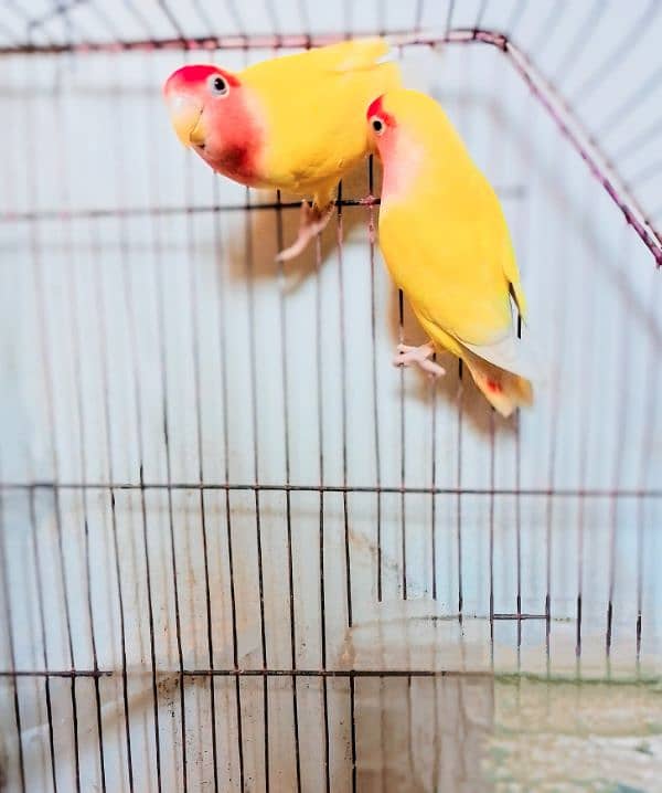 yellow love birds red ayes with cage 1