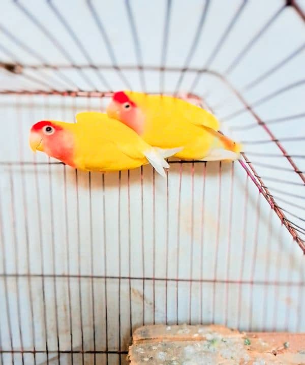 yellow love birds red ayes with cage 2