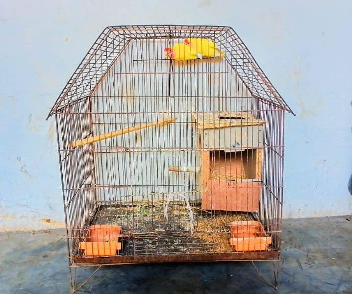 yellow love birds red ayes with cage 3