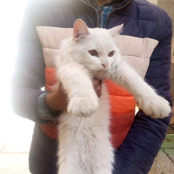 persian cat female available for sale 0