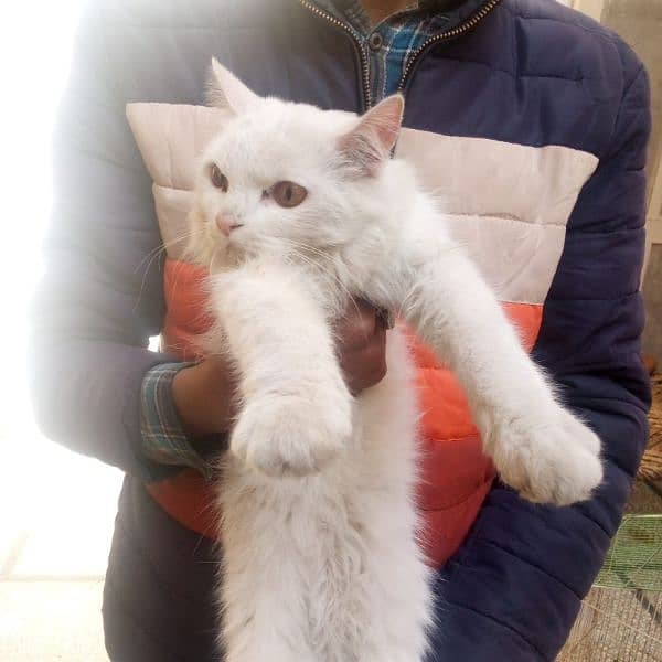 persian cat female available for sale 2