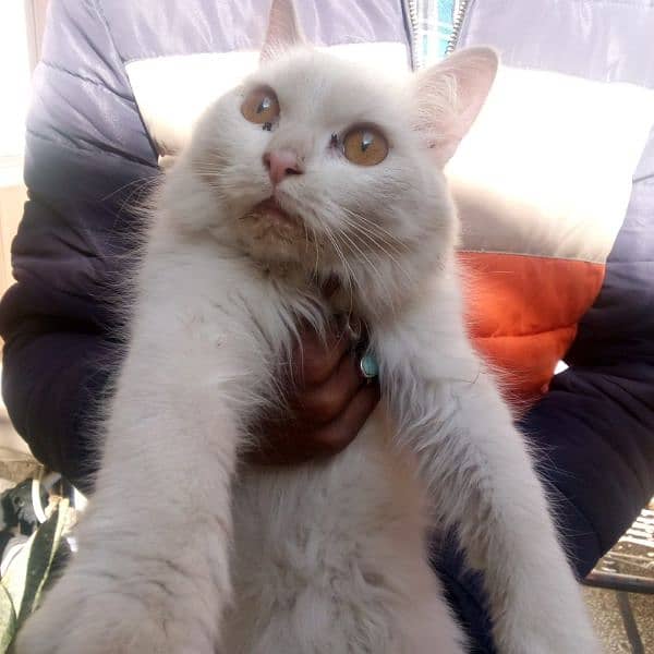 persian cat female available for sale 3