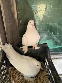 Different fancy pigeons for sale(03478073423)