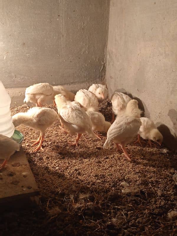 desi murgi pair or aseel heera chicks 0