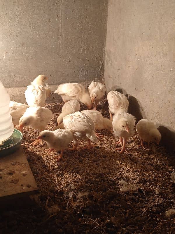 desi murgi pair or aseel heera chicks 1