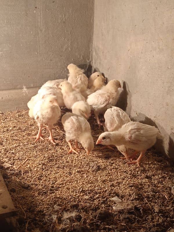 desi murgi pair or aseel heera chicks 11