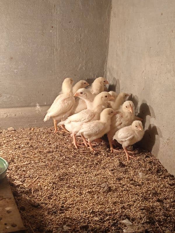 desi murgi pair or aseel heera chicks 12