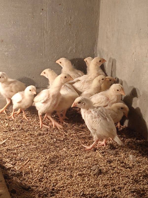 desi murgi pair or aseel heera chicks 13