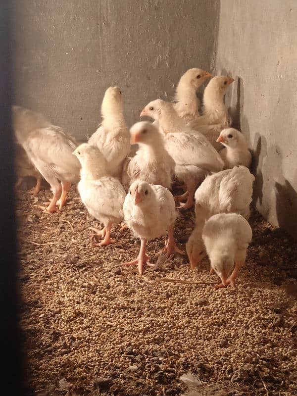 desi murgi pair or aseel heera chicks 14