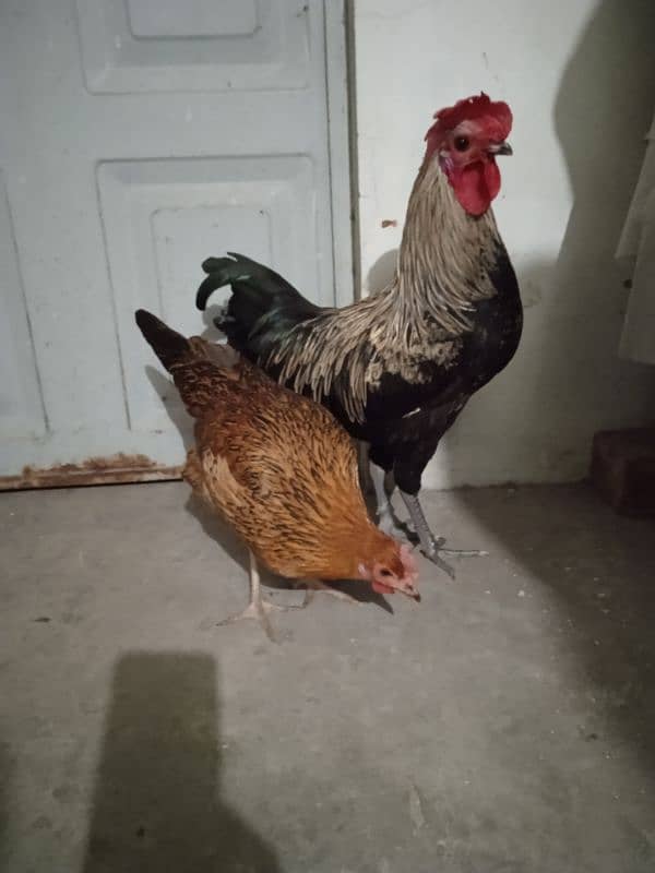 desi murgi pair or aseel heera chicks 15