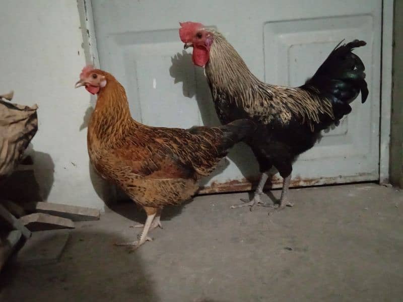 desi murgi pair or aseel heera chicks 16