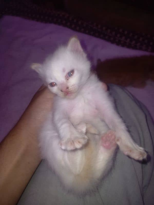 Pure Persian White Kitten 0