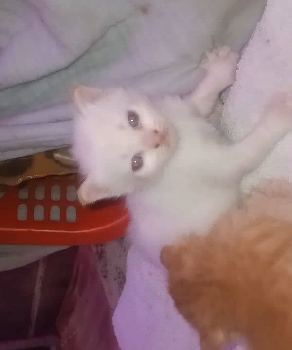 Pure Persian White Kitten 1