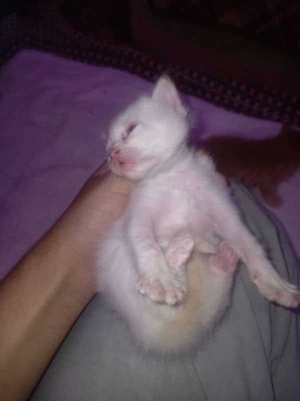 Pure Persian White Kitten 2