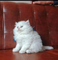 Persian Cat for sale