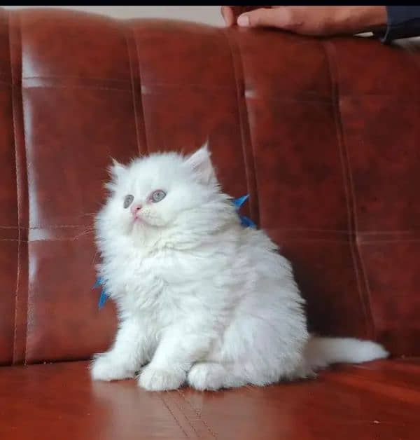 Persian Cat for sale 0