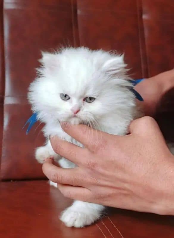 Persian Cat for sale 1