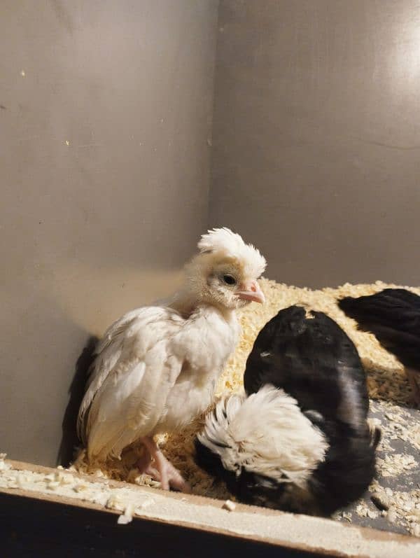 polish chicks available for sale 2