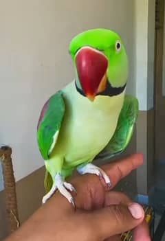 raw healthy and active parrot for sale