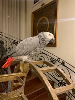 African grey parrot fully talking