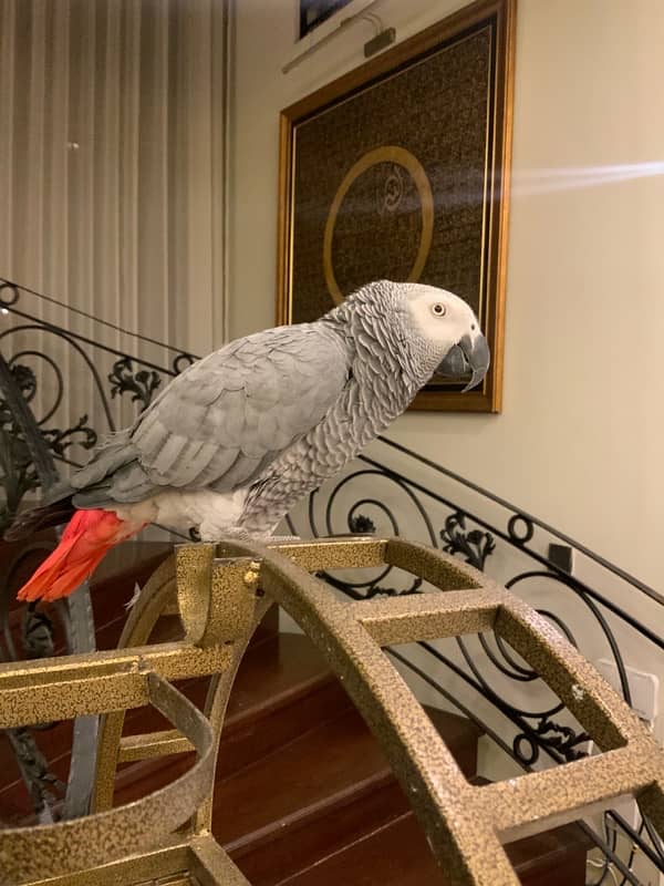 African grey parrot fully talking 0