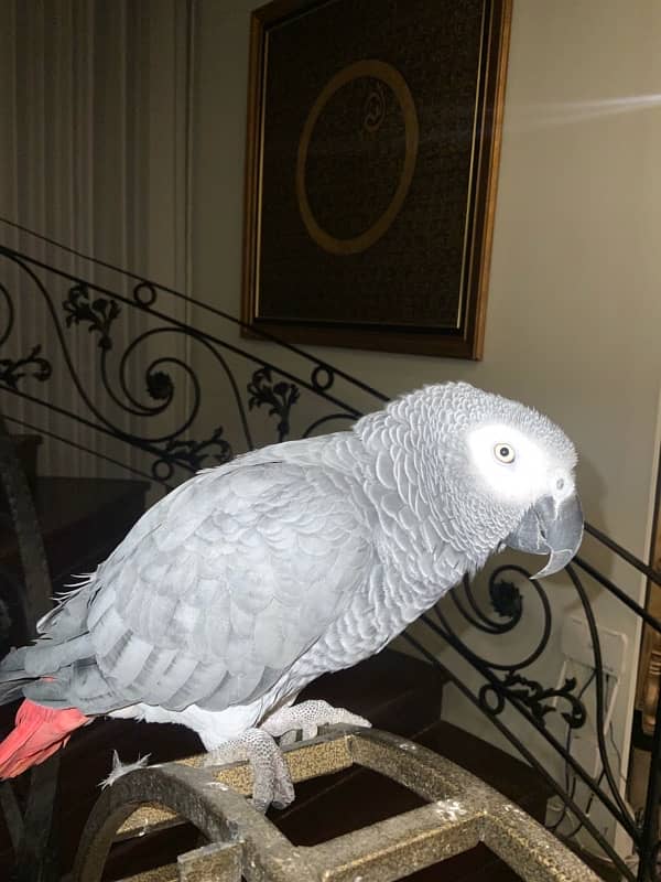 African grey parrot fully talking 1