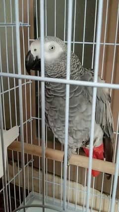 Beautiful African Grey Parrot Male For Sale