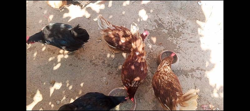 Lohmann Brown Hens 0