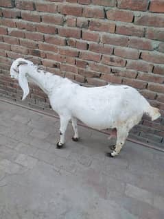 Desi Goat for urgent Sale