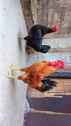 Desi Hens Pair