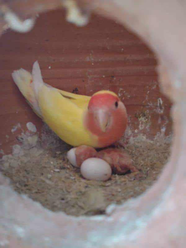 Lovebird pair with 1 chick for sell 1