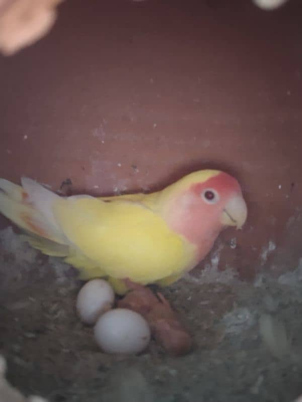 Lovebird pair with 1 chick for sell 2