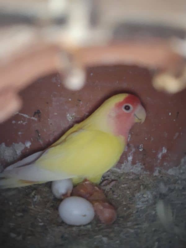 Lovebird pair with 1 chick for sell 3