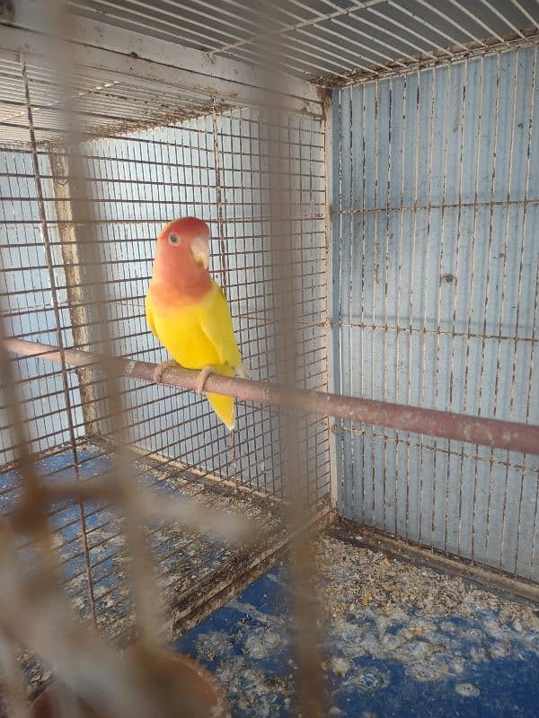 Lovebird pair with 1 chick for sell 4