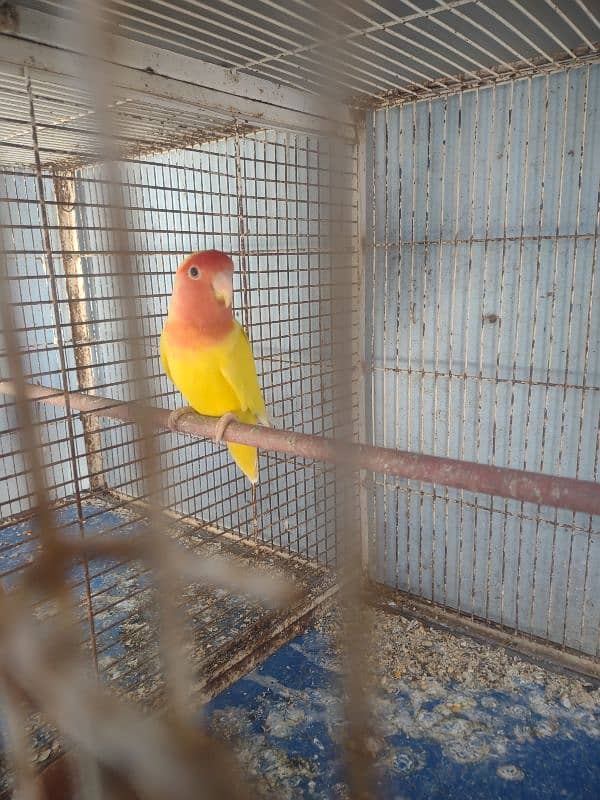 Lovebird pair with 1 chick for sell 5