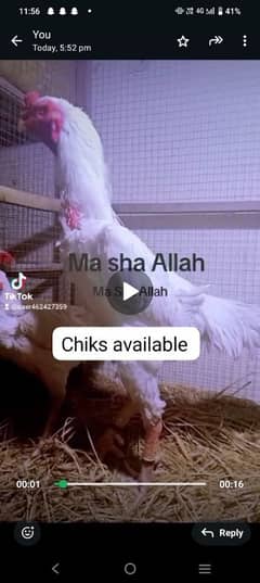 only female end chiks available breedar not for sale 03104323502