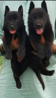 German Shepherd pair for sale / German Shepherd papies for sale