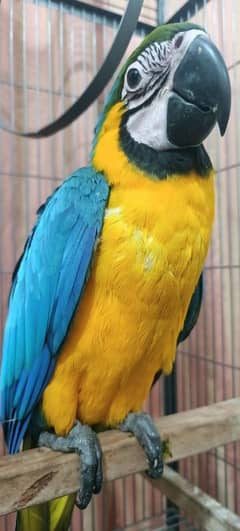 Macaw's Babies | imported parrots | Hand Tamed |