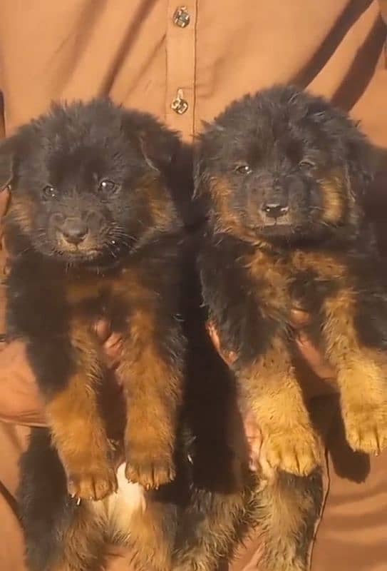 German Shepherd long coat male female available for sale 0