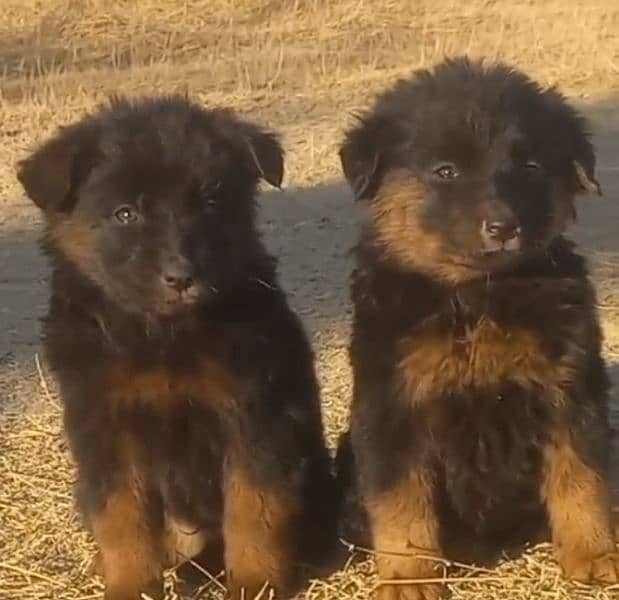 German Shepherd long coat male female available for sale 1