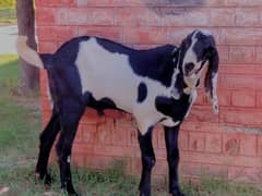 10 month ablak male goat best for Eid