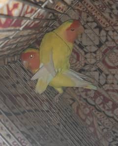 Love Bird Pair